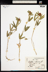 Trifolium alpestre image