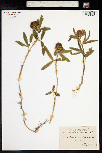 Trifolium alpestre image