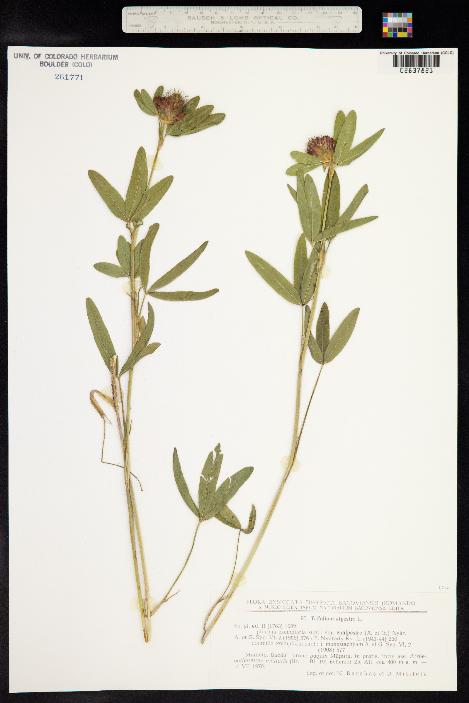 Trifolium alpestre image