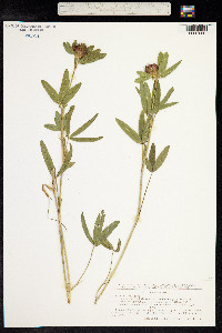 Trifolium alpestre image