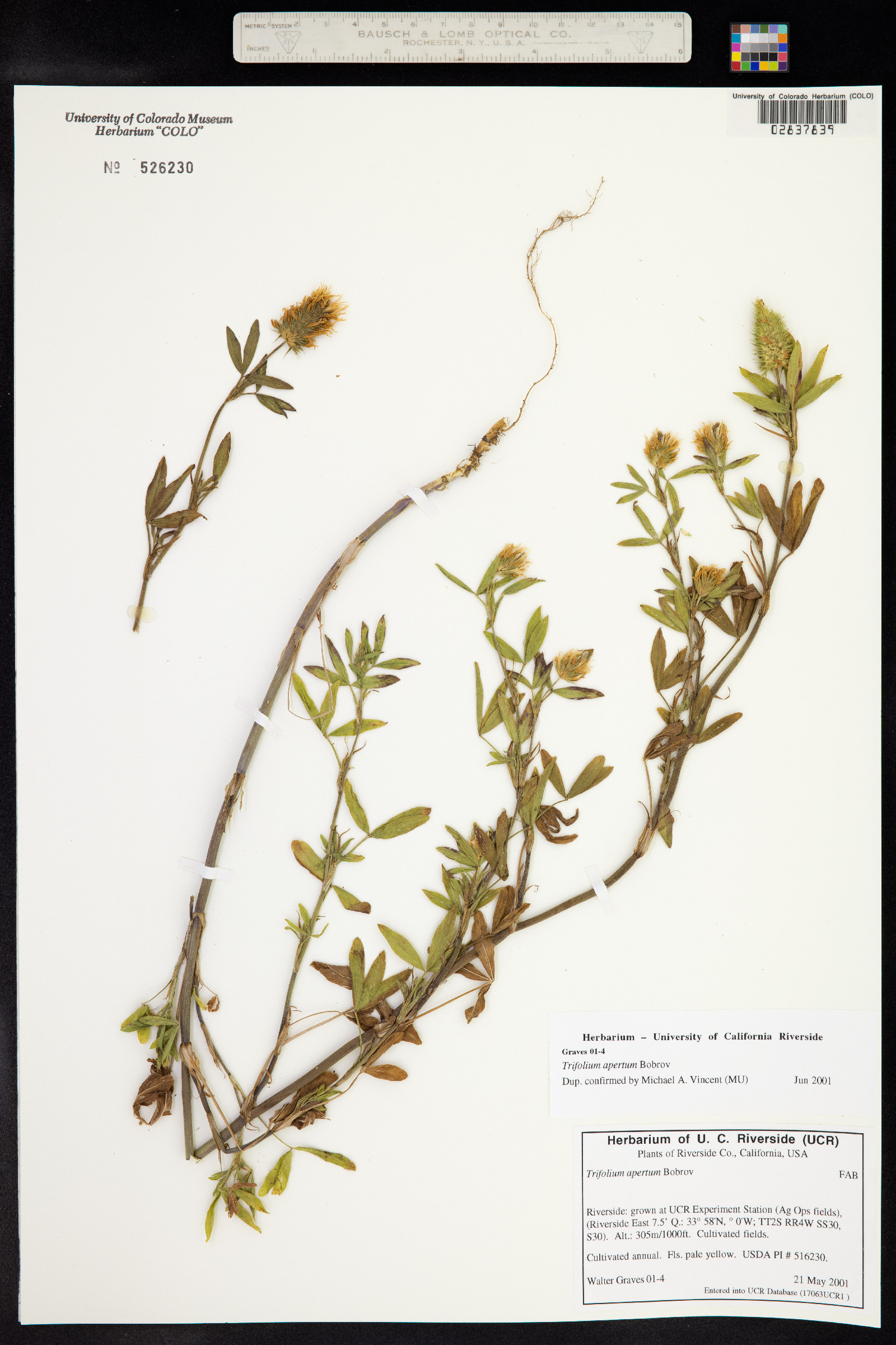 Trifolium apertum image