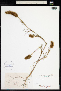 Trifolium angustifolium image