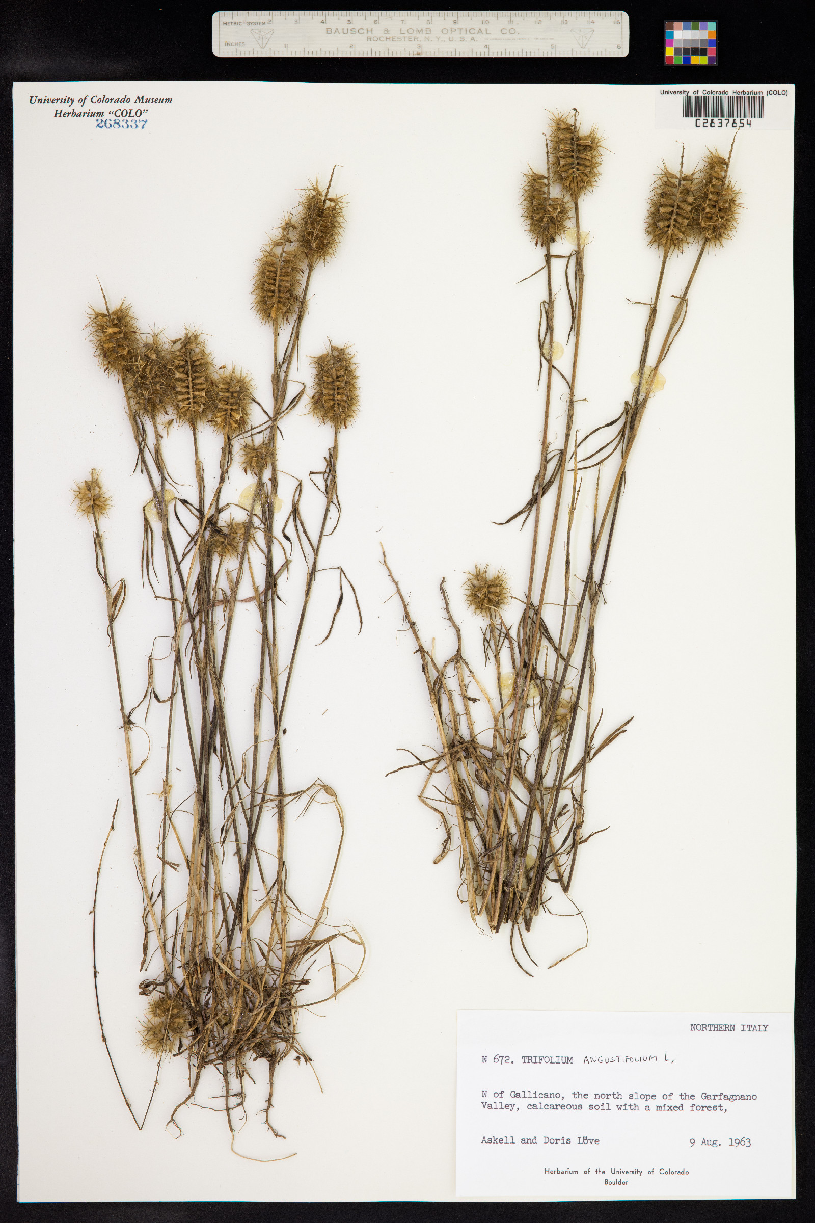 Trifolium angustifolium image