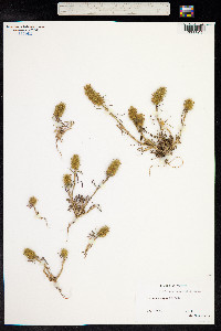 Trifolium angustifolium image