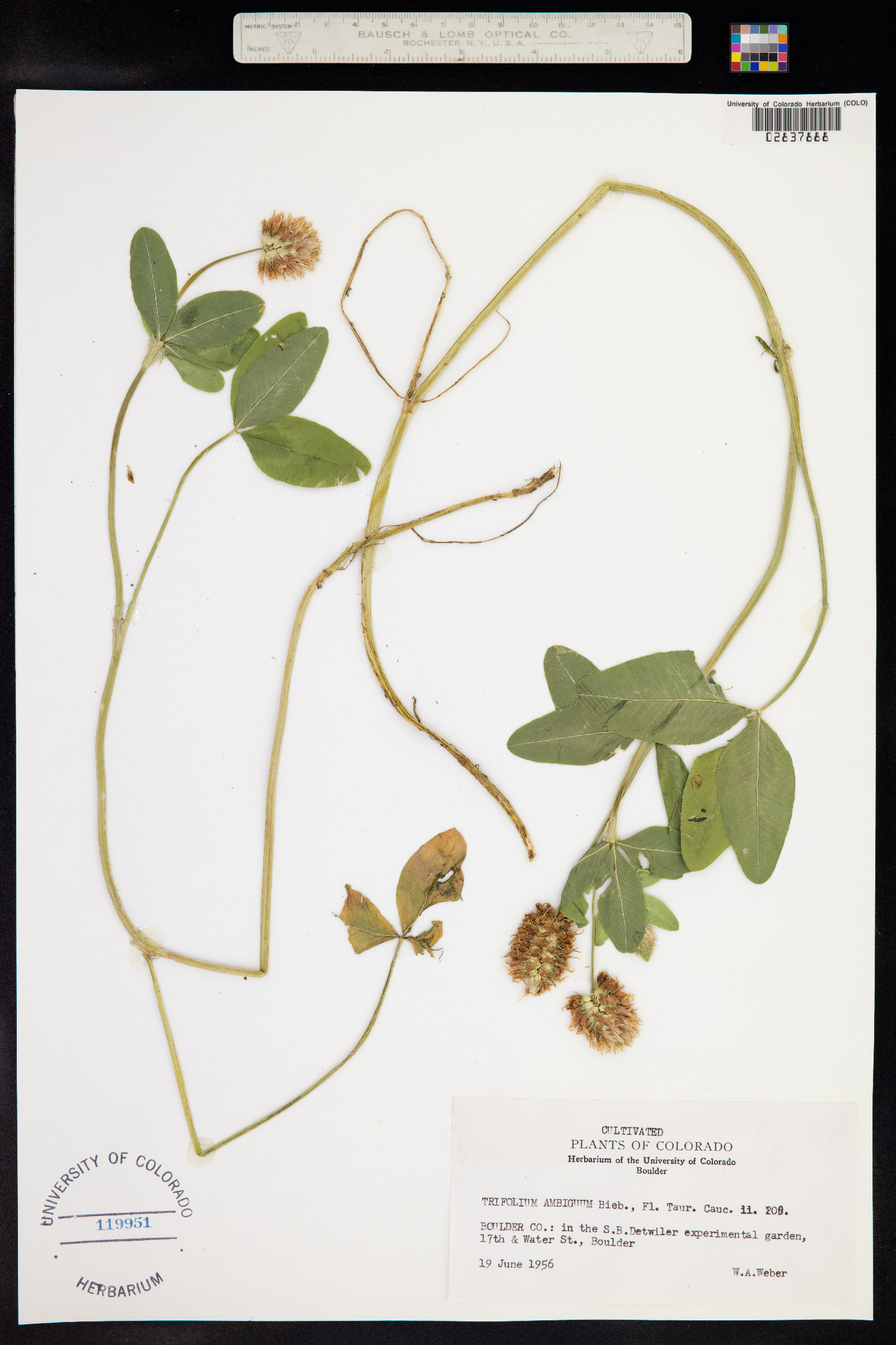 Trifolium ambiguum image