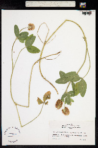 Trifolium ambiguum image