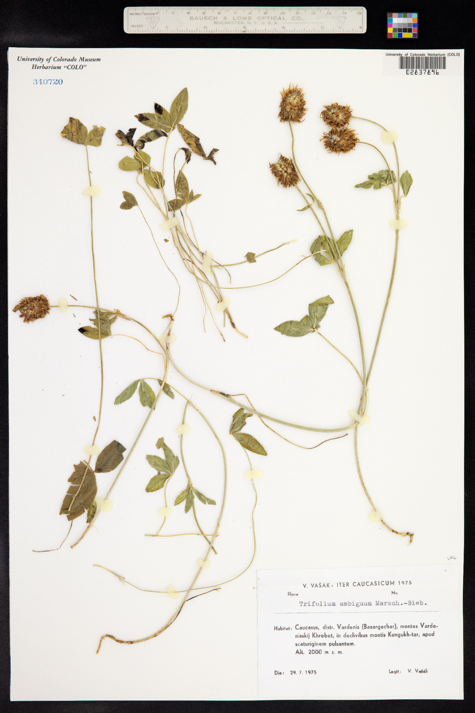 Trifolium ambiguum image