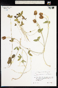 Trifolium ambiguum image