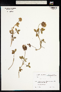 Trifolium ambiguum image