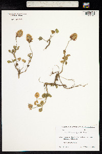 Trifolium ambiguum image