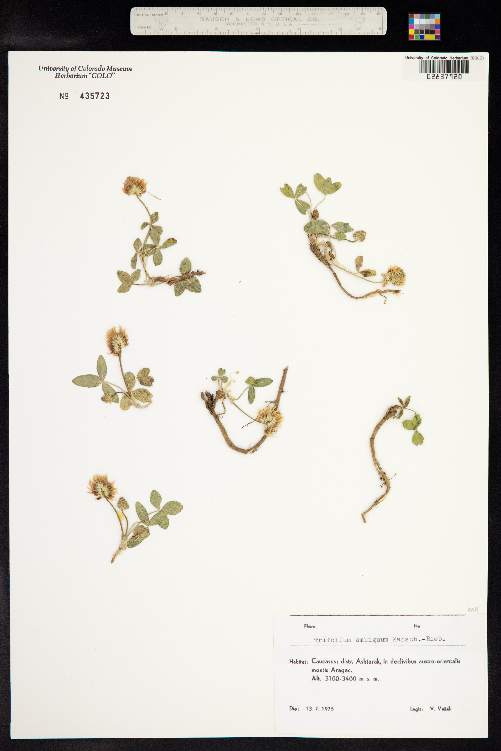 Trifolium ambiguum image