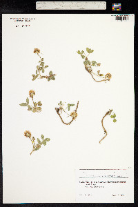 Trifolium ambiguum image