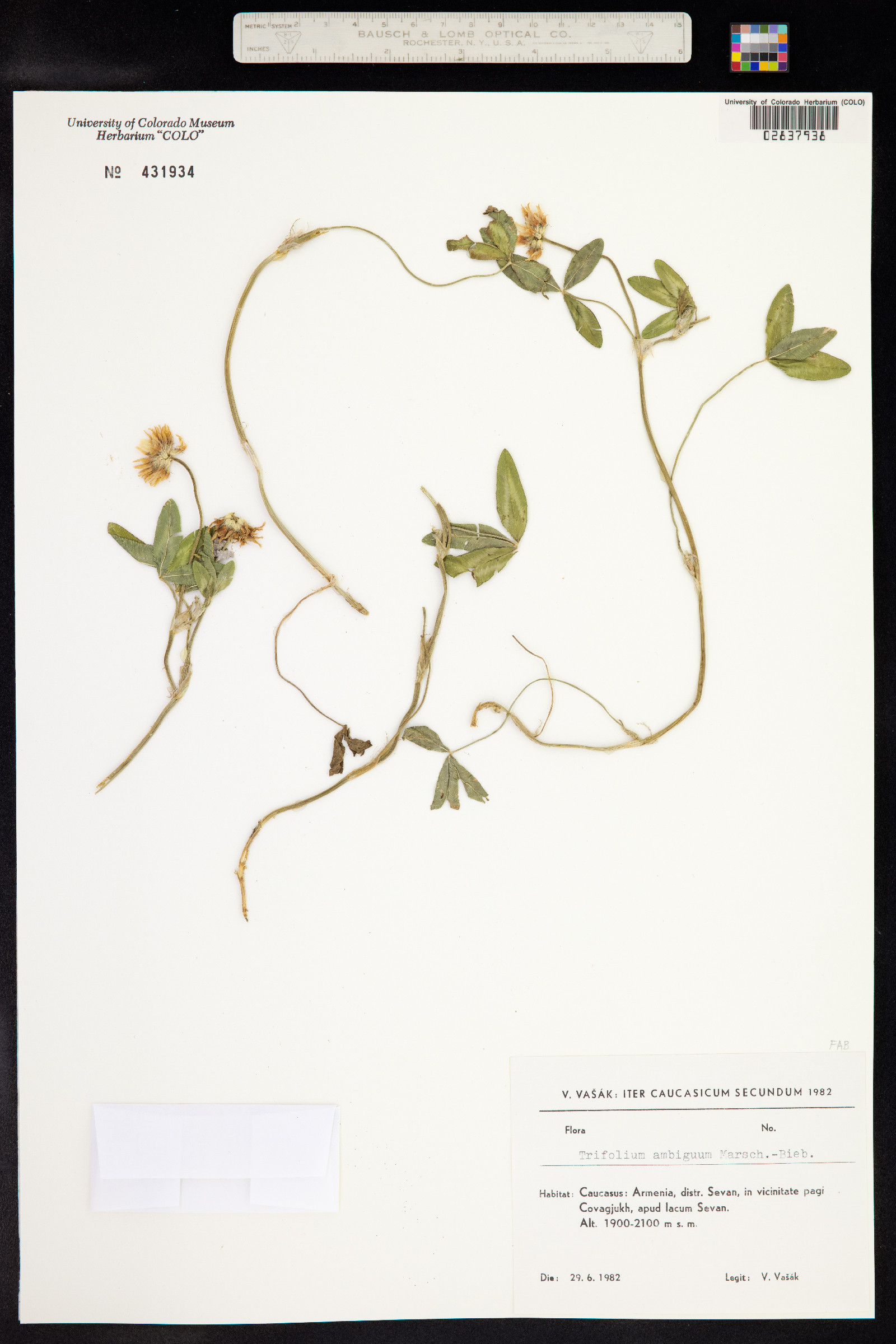 Trifolium ambiguum image