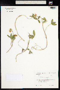 Trifolium ambiguum image