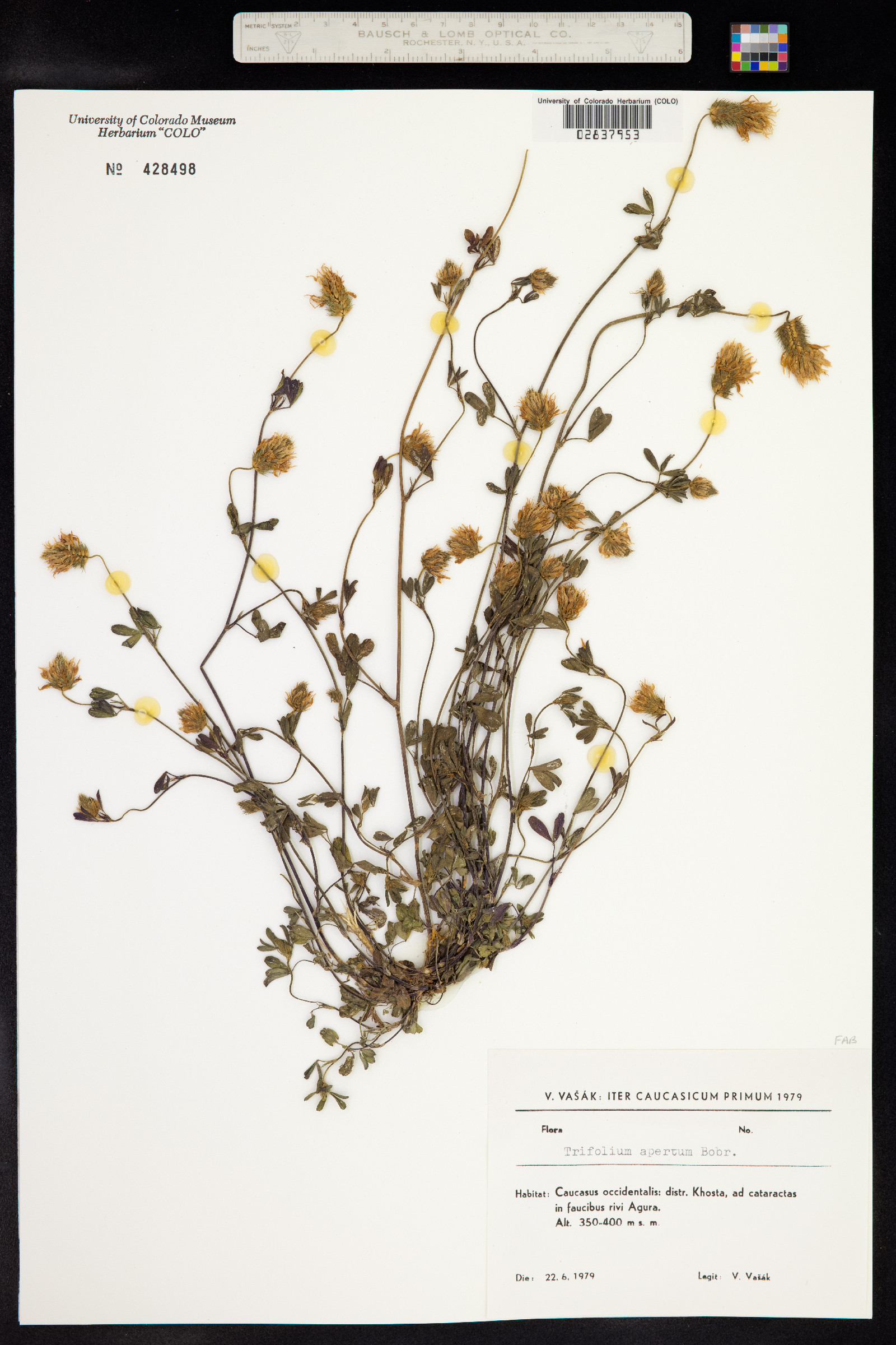 Trifolium apertum image