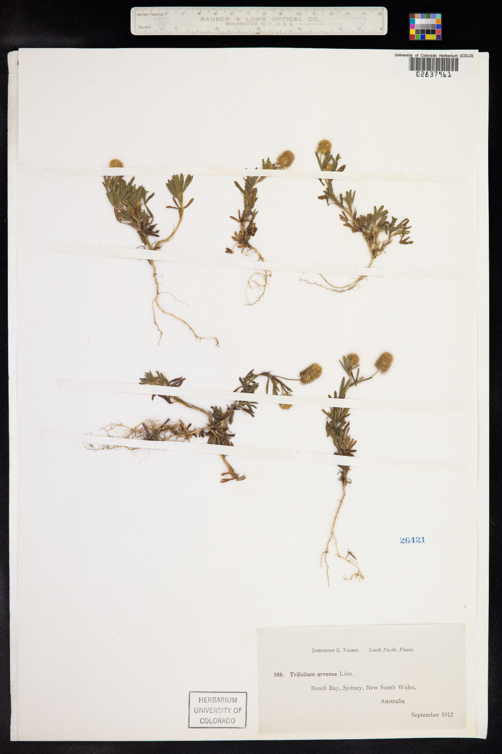 Trifolium arvense image