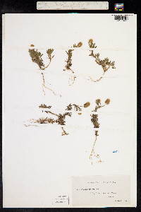 Trifolium arvense image