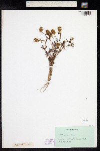 Trifolium arvense image