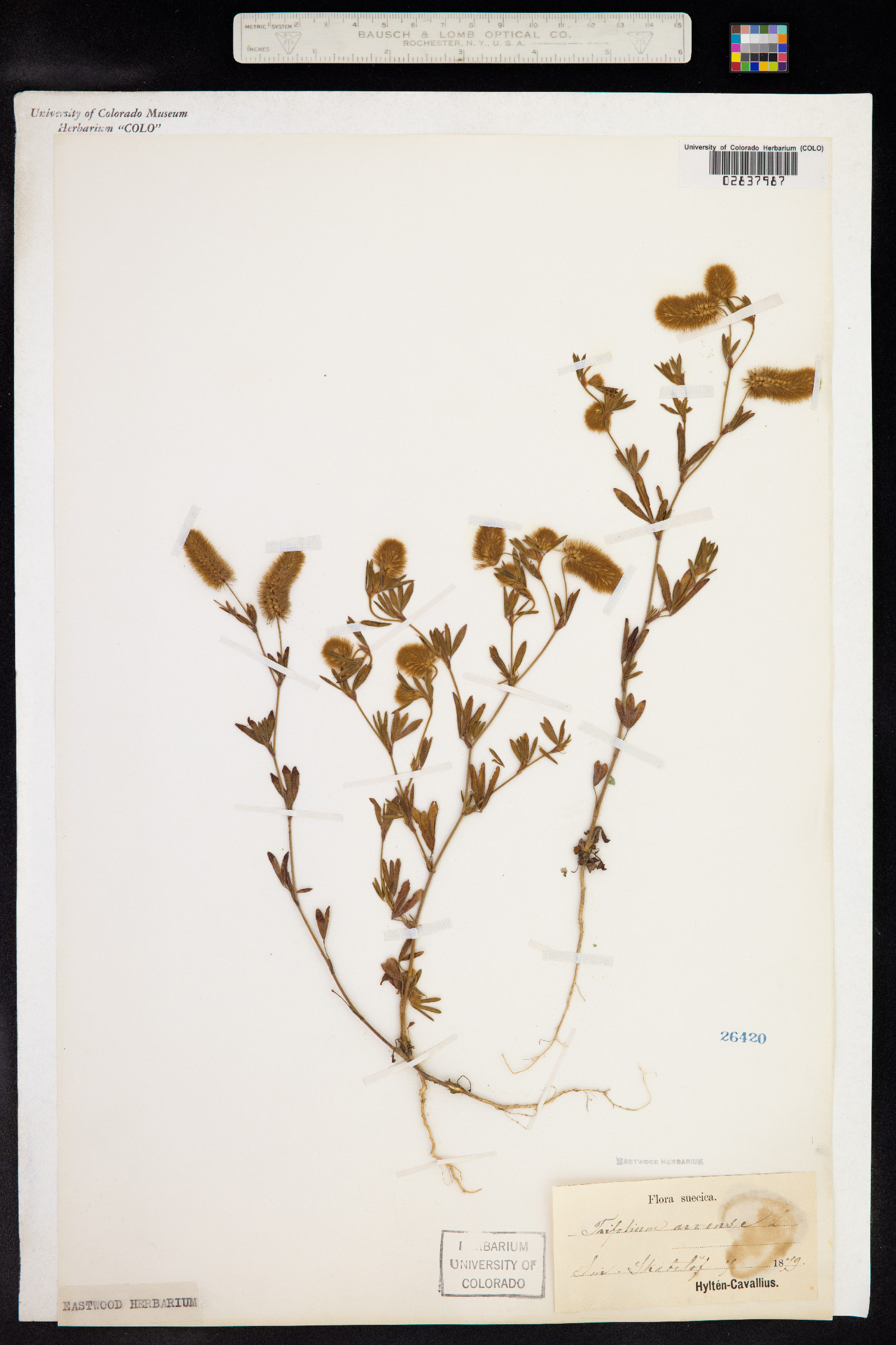 Trifolium arvense image