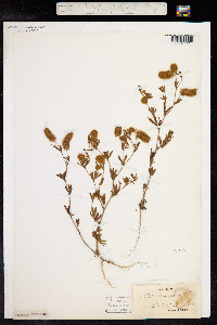 Trifolium arvense image