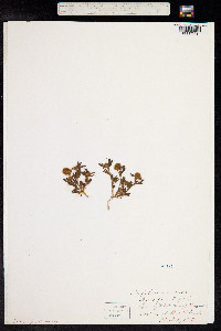 Trifolium arvense image