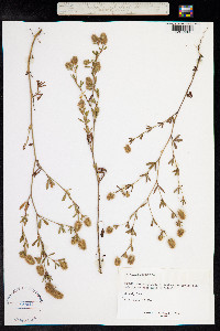 Trifolium arvense image