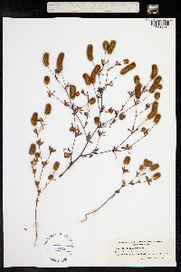 Trifolium arvense image