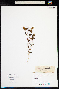 Trifolium arvense image