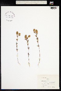 Trifolium arvense image