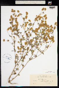 Trifolium arvense image