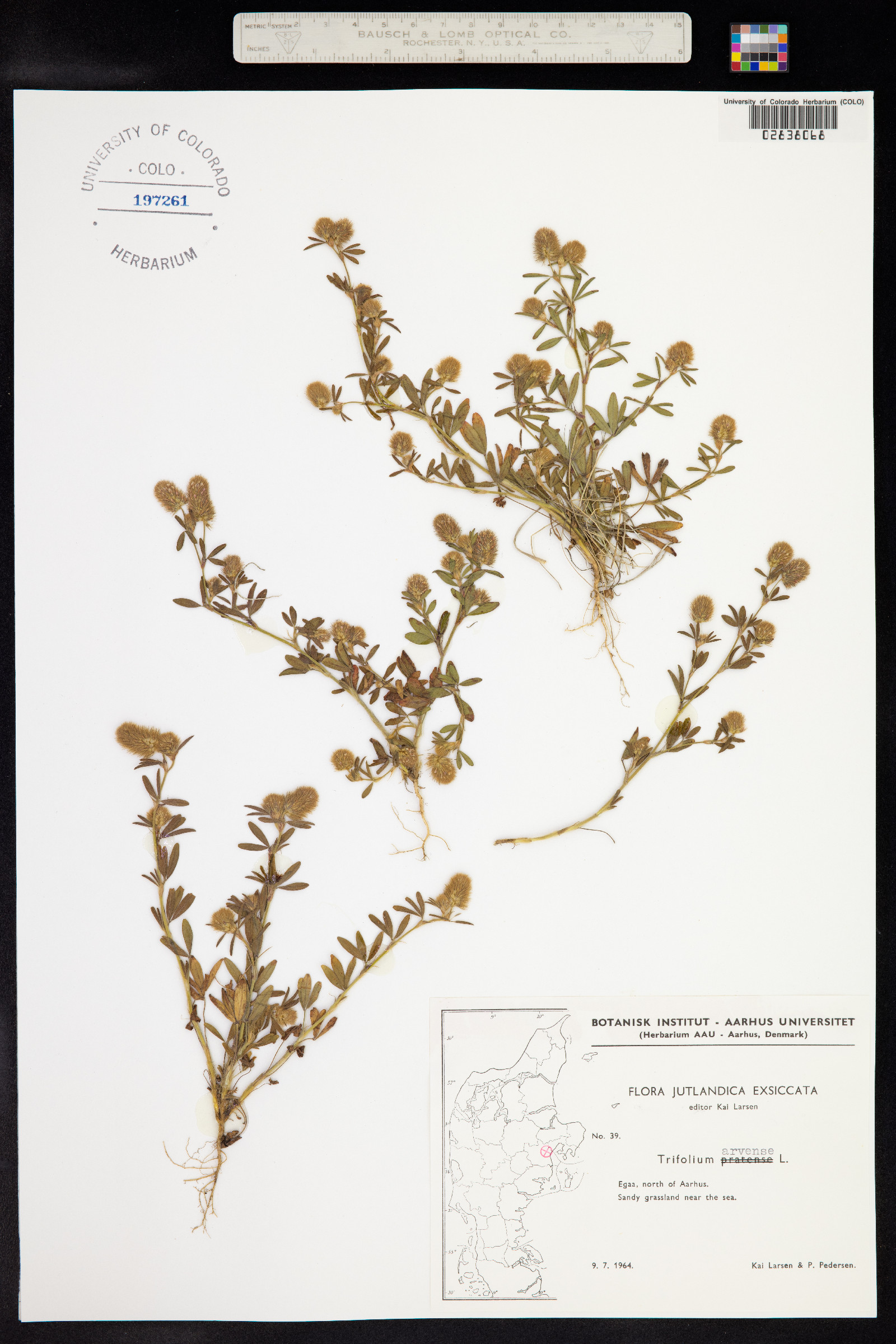 Trifolium arvense image