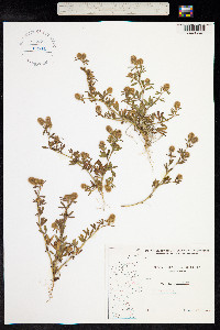 Trifolium arvense image