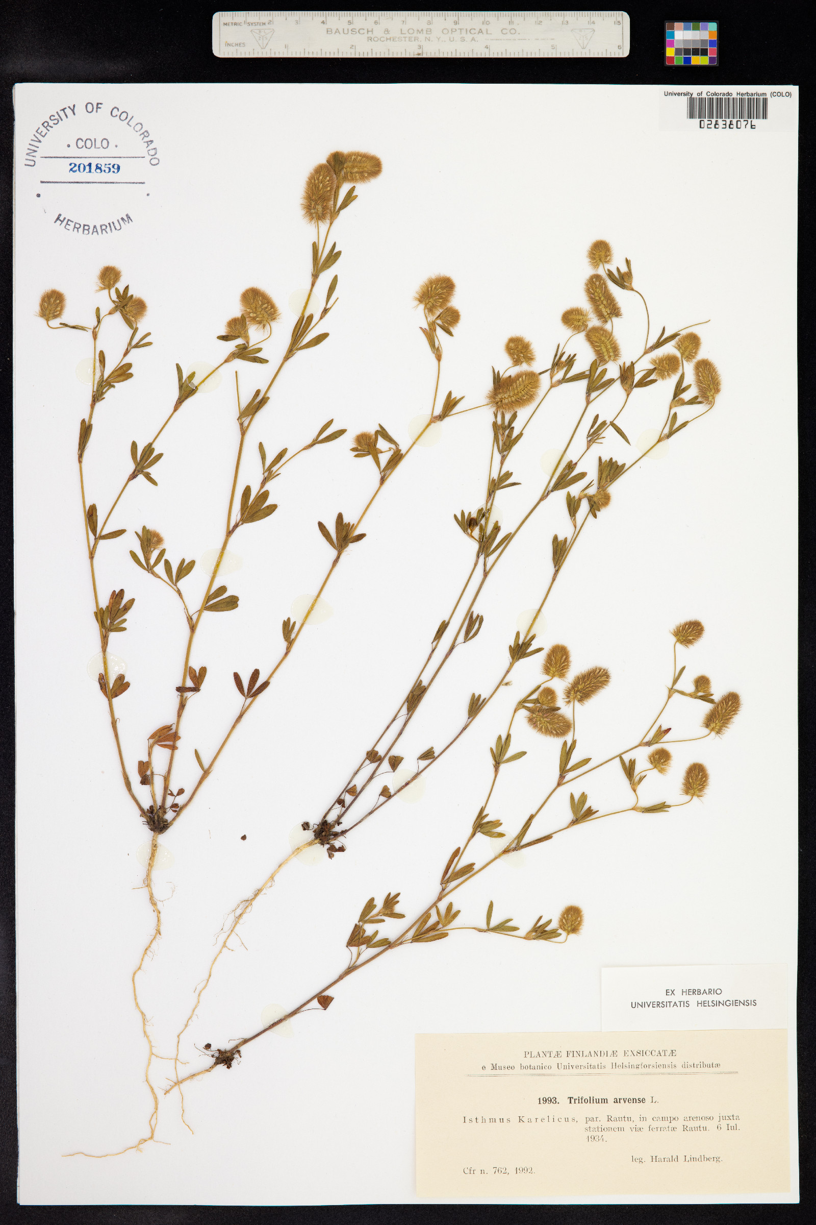 Trifolium arvense image