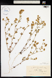 Trifolium arvense image