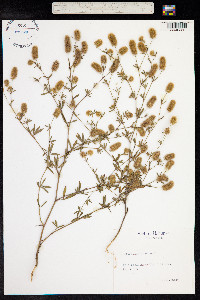 Trifolium arvense image