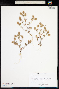 Trifolium arvense image