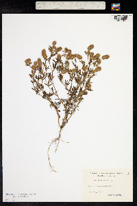 Trifolium arvense image