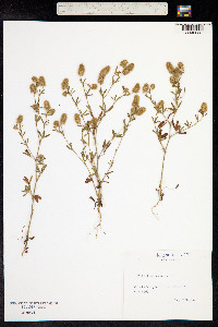 Trifolium arvense image