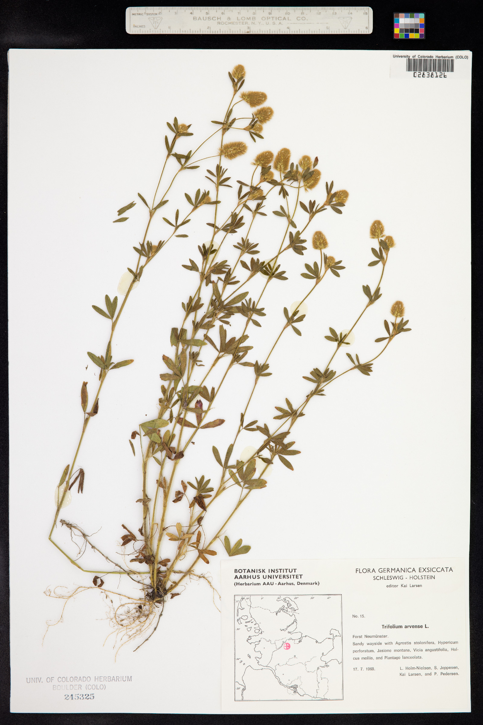 Trifolium arvense image
