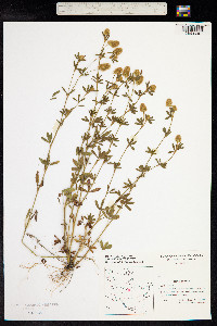 Trifolium arvense image