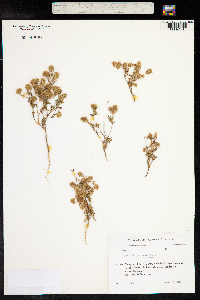 Trifolium arvense image