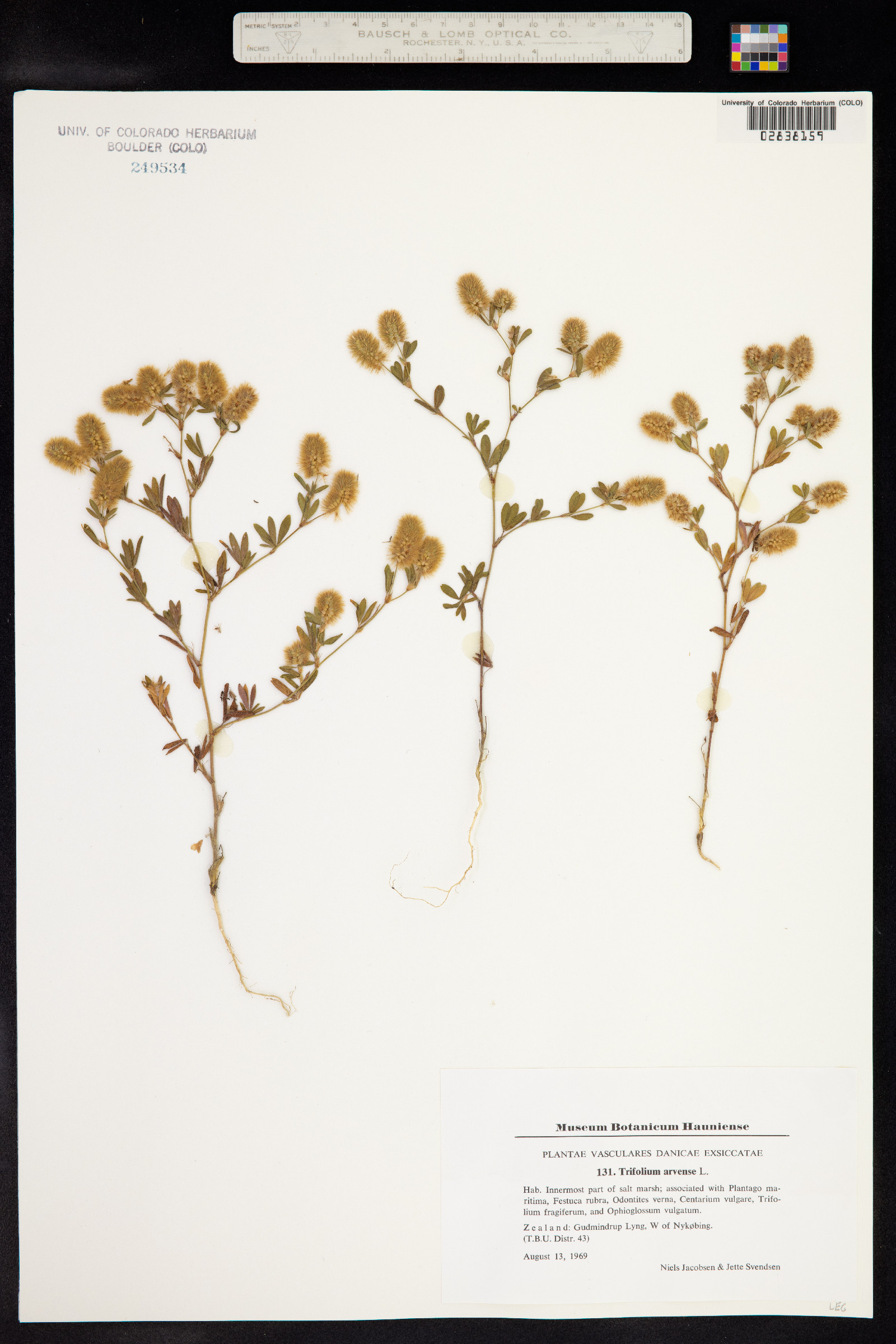 Trifolium arvense image