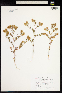 Trifolium arvense image