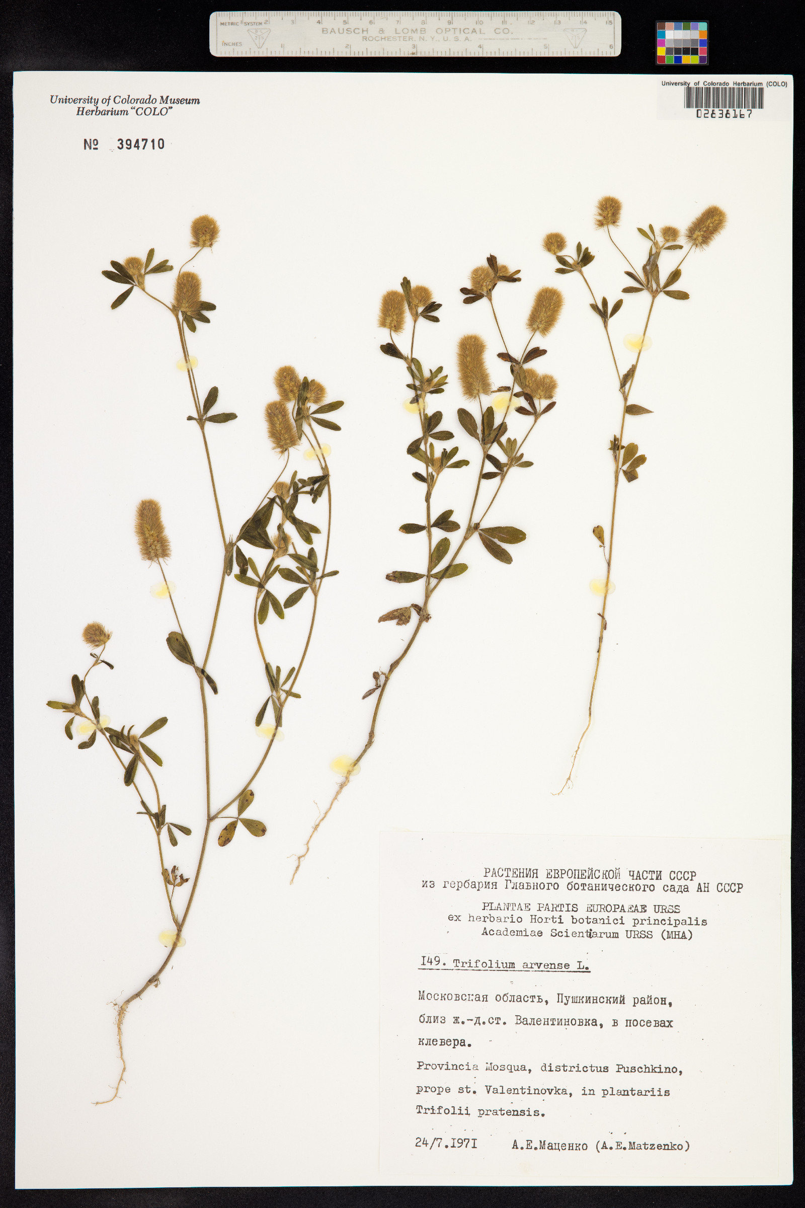 Trifolium arvense image