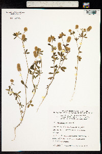 Trifolium arvense image