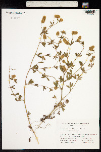 Trifolium arvense image