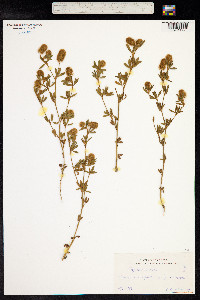 Trifolium arvense image