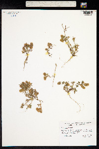 Trifolium arvense image