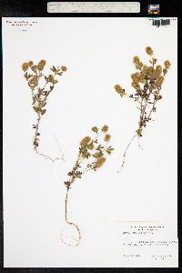 Trifolium arvense image