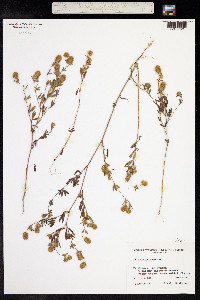 Trifolium arvense image